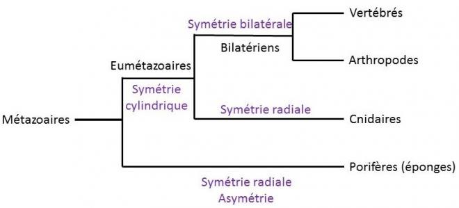 Arbre phylogenetique simplifie des metazoaires
