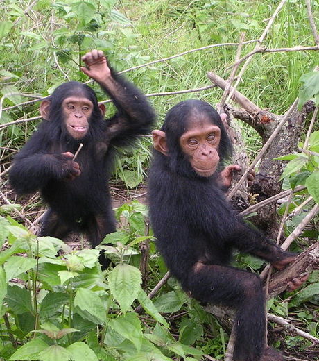 Les chimpanzes emettraient des cris tres sonores notamment a l intention de leurs amis et parents proches pour prevenir d un danger 63276 w460