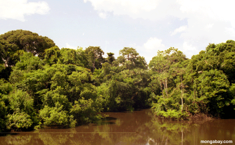 Rio branco forest2