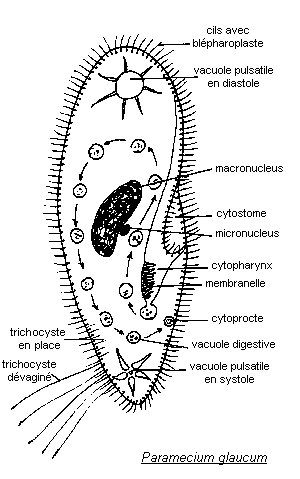 Protozoaires 2
