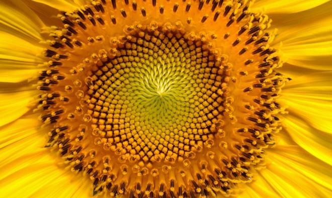 Tournesol fleur jaune heliantus 1456500997ubn