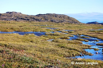 Tundra in nunavut