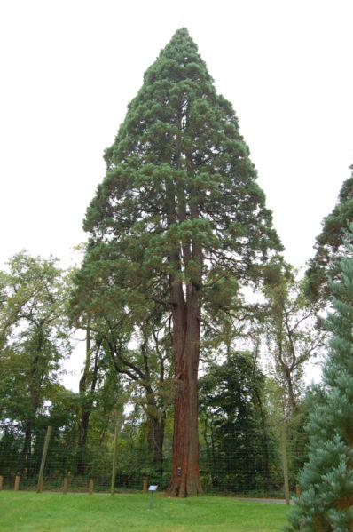 398px sequoiadendron giganteum giant sequoia tyler arboretum 2000px
