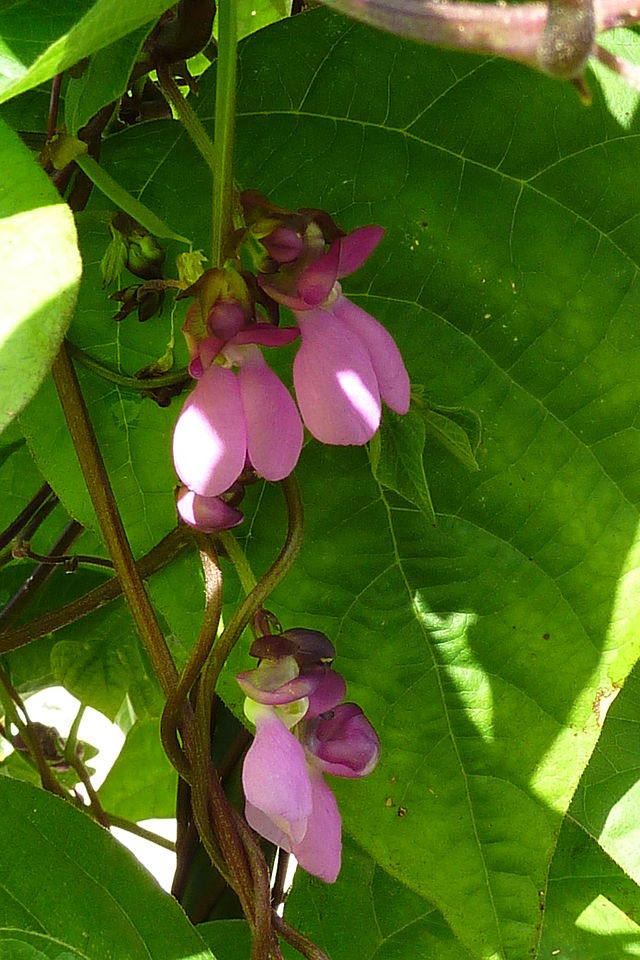 640px common bean blossoms