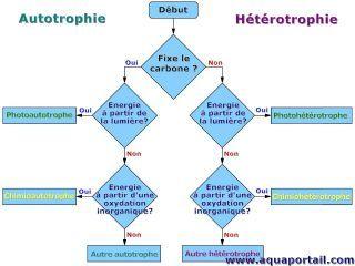 Autotrophes heterotrophes