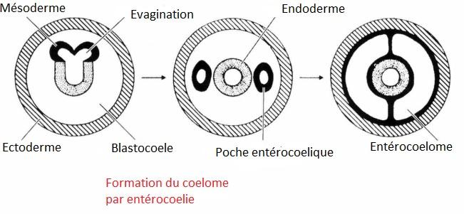 Enterocoelie 1