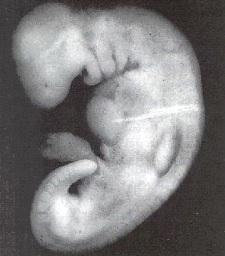 Evolmembryo