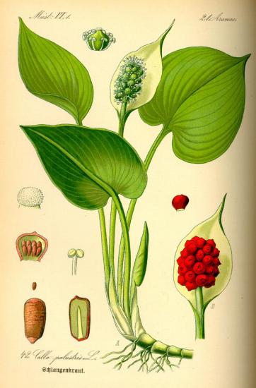 illustration-calla-palustris0-1.jpg