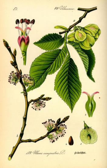 illustration-ulmus-carpinifolia0.jpg