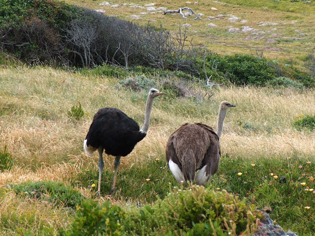 Ostriches cape point