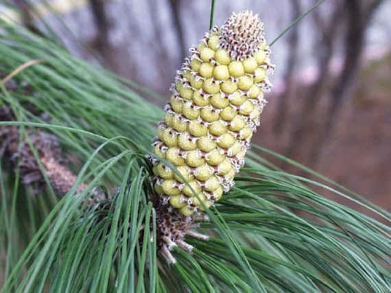 Pinus canariensis fruit2 2 27 00
