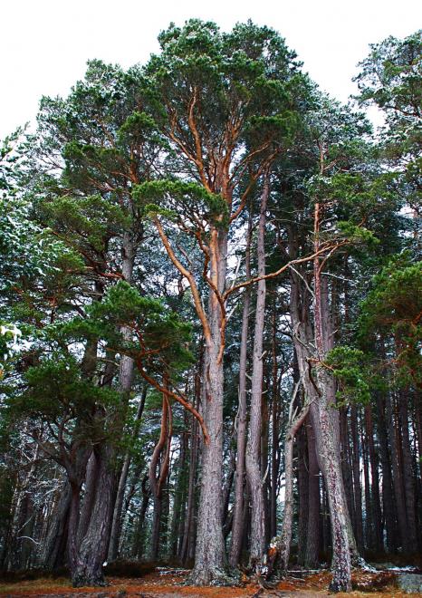 Pinus sylvestris nethybridge