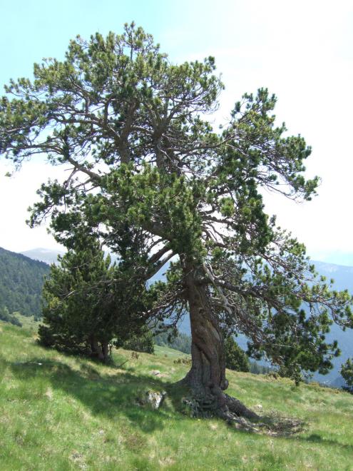 Pinus uncinata0