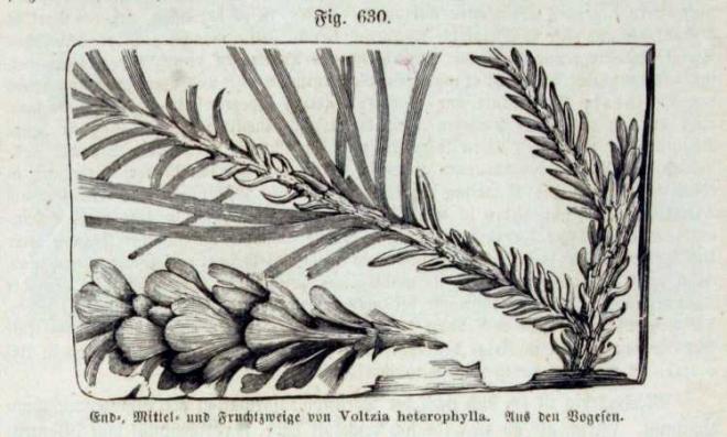 Voltzia heterophylla 333